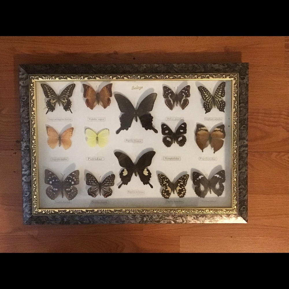 Belize Set of 14 Framed Butterflies - Picture 4 of 4